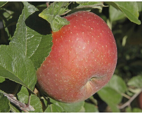 FloraSelf Apfelbaum Malus domestica Goldparmäne 150180cm ab 22,95