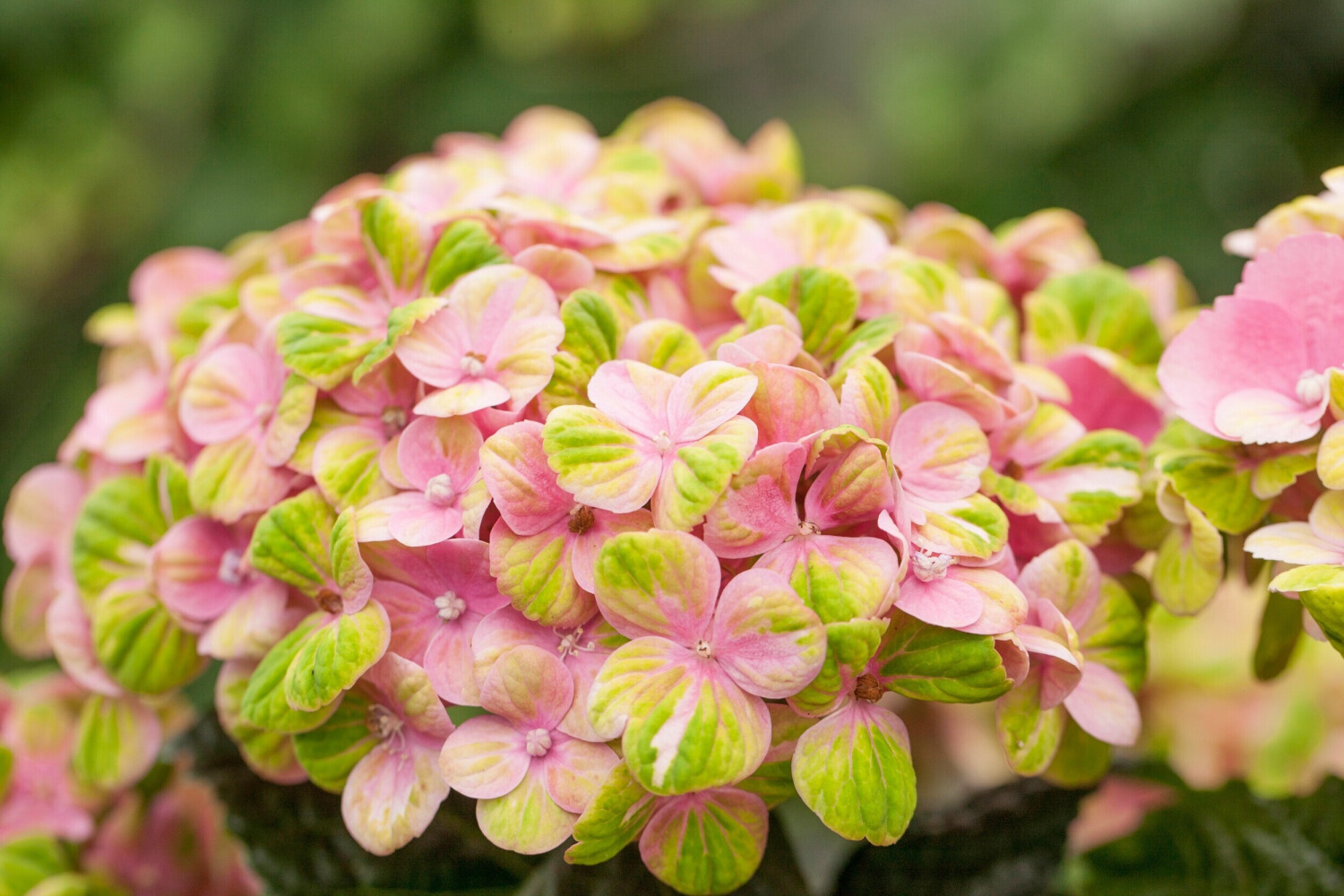38+ Hortensie Magical Coral Überwintern, Diese möglichkeit ist vor