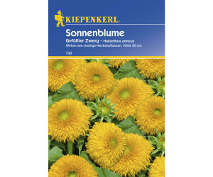 Kiepenkerl Helianthus Gefüllter Zwerg