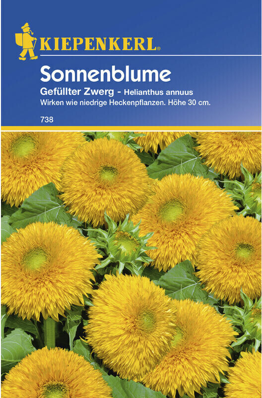 Kiepenkerl Helianthus Gefüllter Zwerg