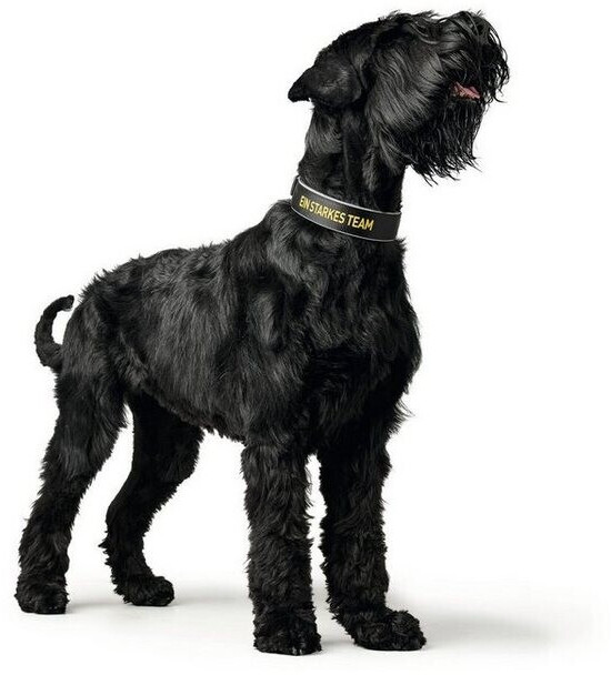 HUNTER Collier pour chien Collar BVB Black/Yellow 45 HUNTER Collier pour chien Collar BVB Black/Yellow 45
