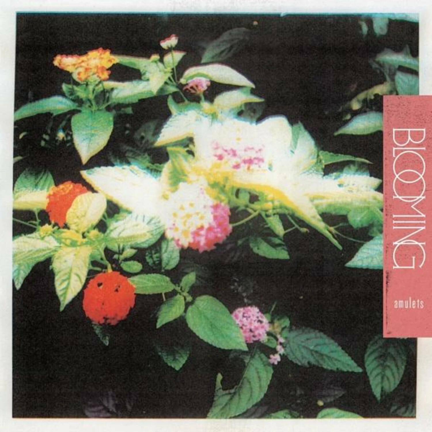 Amulets - Blooming (Vinyl)