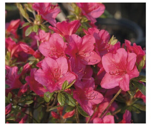 Japanische Azalee Rhododendron Obtusum Little Red 20 30cm Co 3 L Ab 7 99 Preisvergleich Bei Idealo De