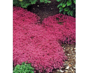 BaldurGarten BodendeckerThymian 3 Pflanzen rosa ab 9,99