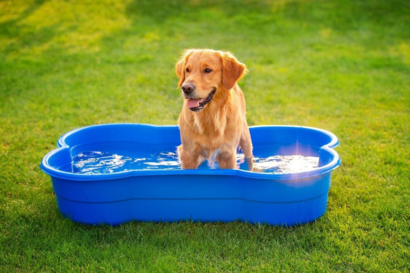 DogsLand Doggy Pool Bone Shape 120cm Blue