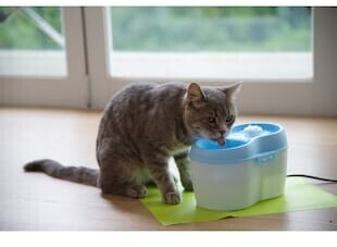 Cat H2O Fontaine à eau pour chat 2L White/Blue