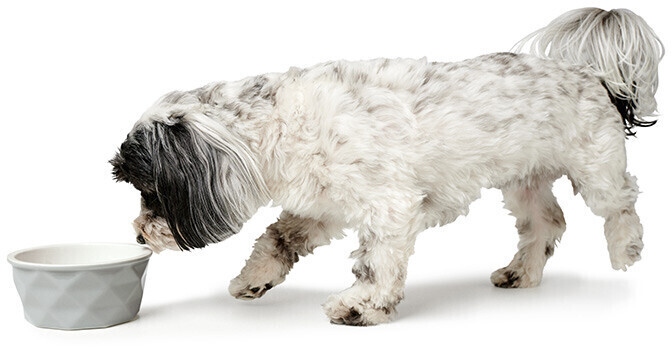 HUNTER Gamelle pour chien 350ml White