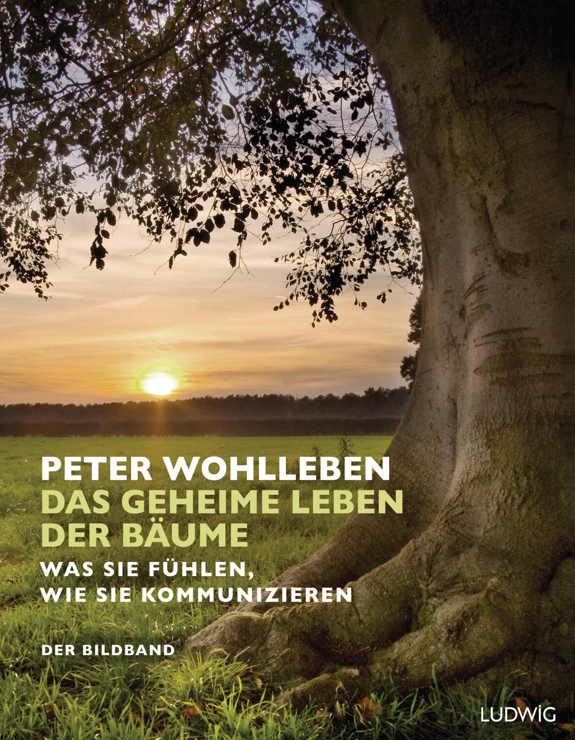 Das geheime Leben der Bäume (Peter Wohlleben)