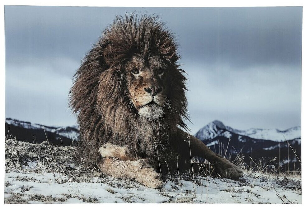 KARE Proud Lion 180x120cm (37291)