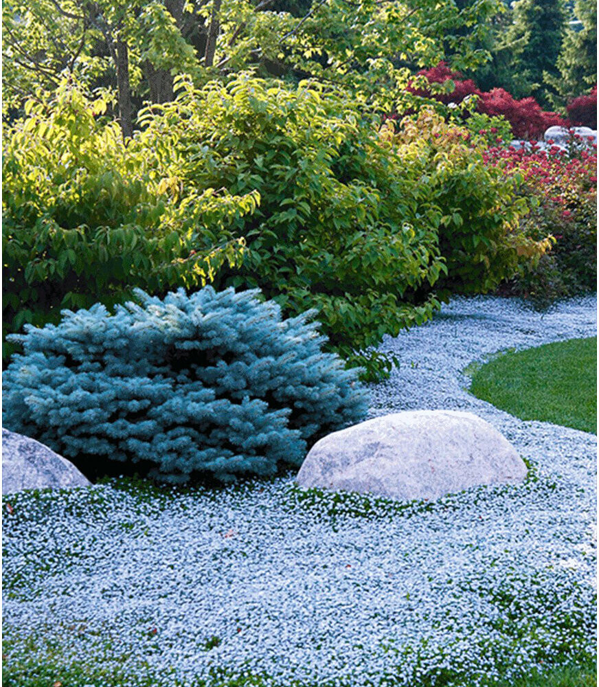 BaldurGarten BodendeckerKollektion rot und blau winterhart Isotoma