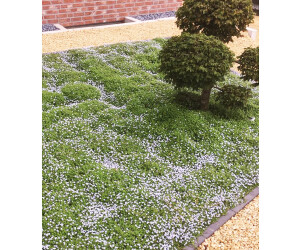 BaldurGarten Isotoma Bodendecker Blue Foot (H3865) ab 119,00