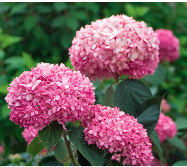 Dehner SchneeballHortensie Pink Annabelle (7223878) ab 22,99