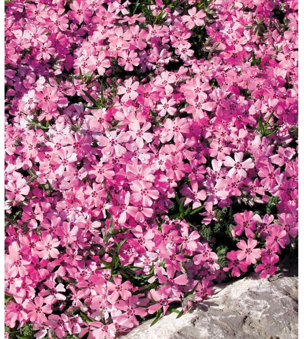 BaldurGarten Bodendecker PhloxMix Flowers of the Sea / Phlox subulata