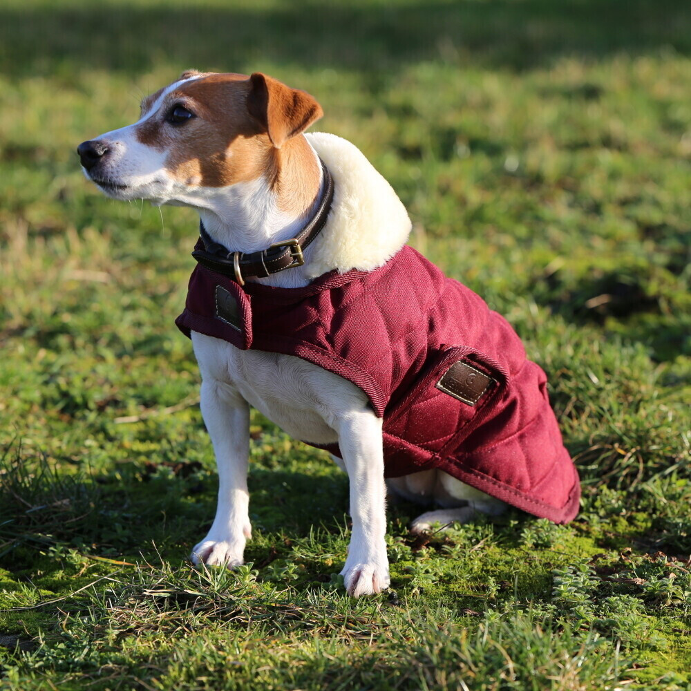Kentucky Manteau pour chien S-M Bordeaux Kentucky Manteau pour chien S-M Bordeaux