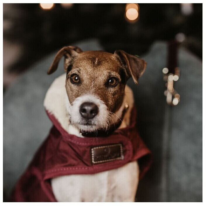 Kentucky Manteau pour chien S Bordeaux