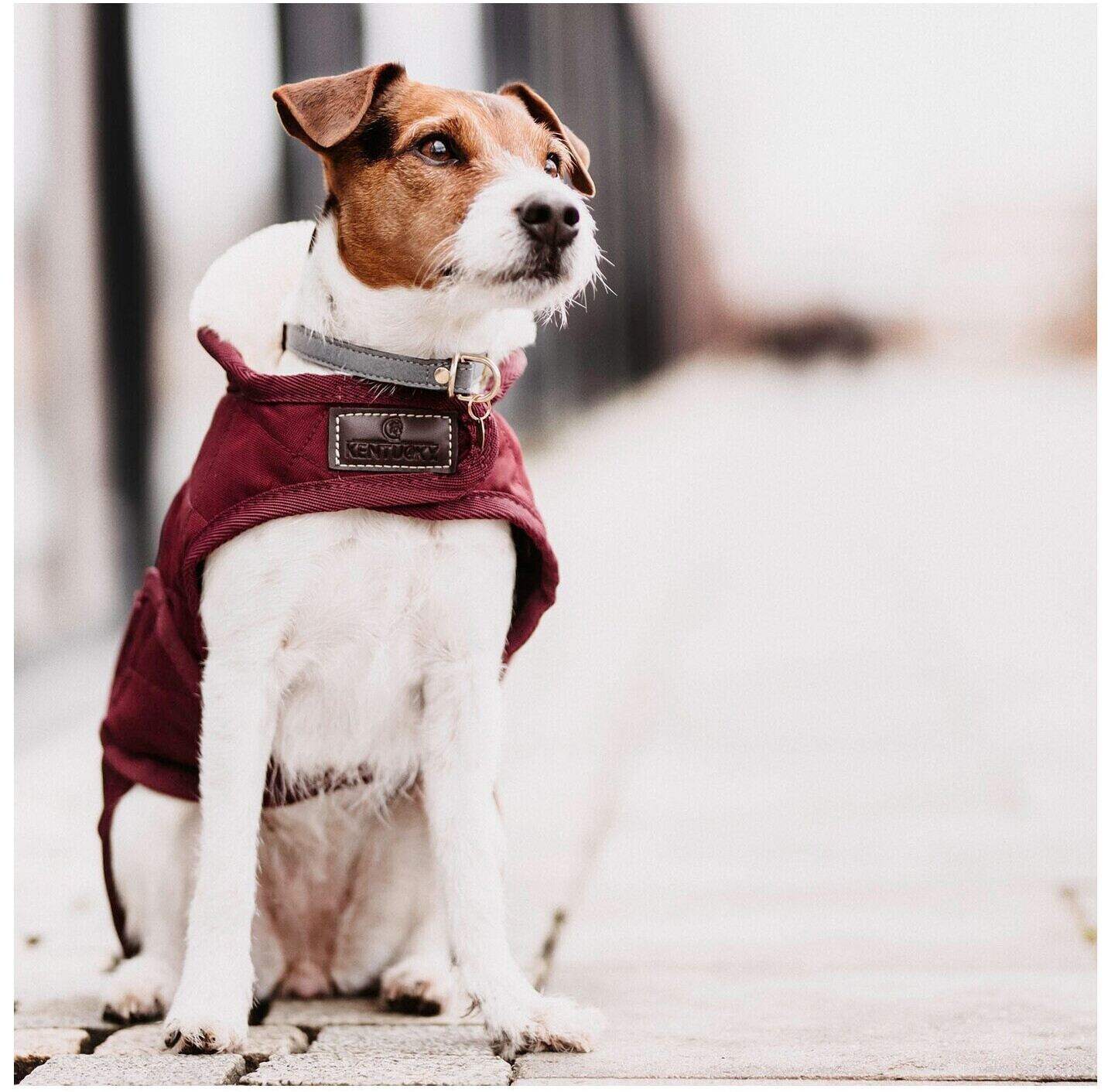 Kentucky Manteau pour chien S Bordeaux
