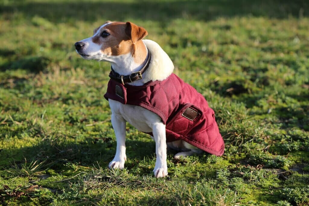 Kentucky Manteau pour chien S Bordeaux