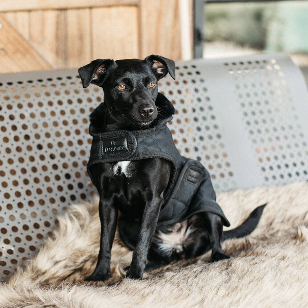 Kentucky Manteau pour chien S Black/Black Kentucky Manteau pour chien S Black/Black