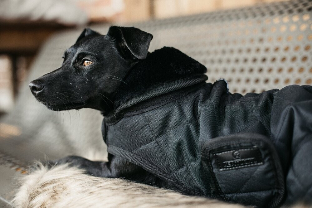 Kentucky Manteau pour chien S Black/Black Kentucky Manteau pour chien S Black/Black