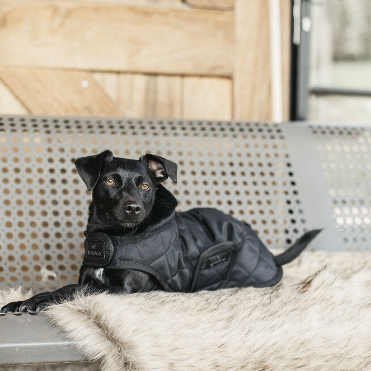 Kentucky Manteau pour chien L Black/Black Kentucky Manteau pour chien L Black/Black