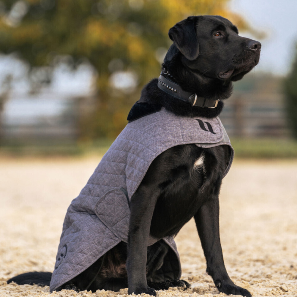 Back on Track Manteau pour chien 25cm Grey
