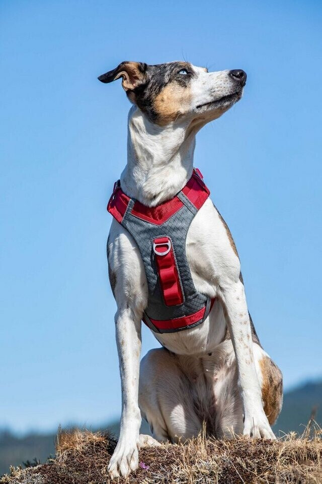 Kurgo Harnais pour chien XL Barn Red