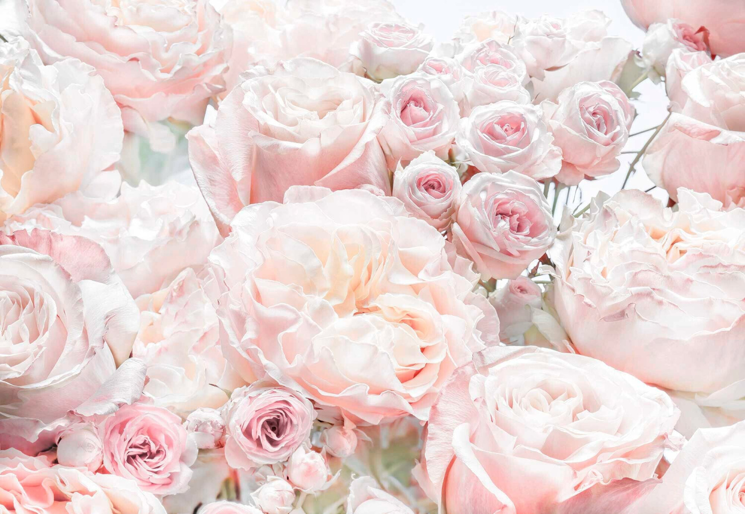 Komar Spring Roses (8-976)