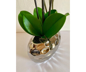 50cm creme weiß DPI 6er Set künstliche Orchidee in silbernem Keramiktopf H 