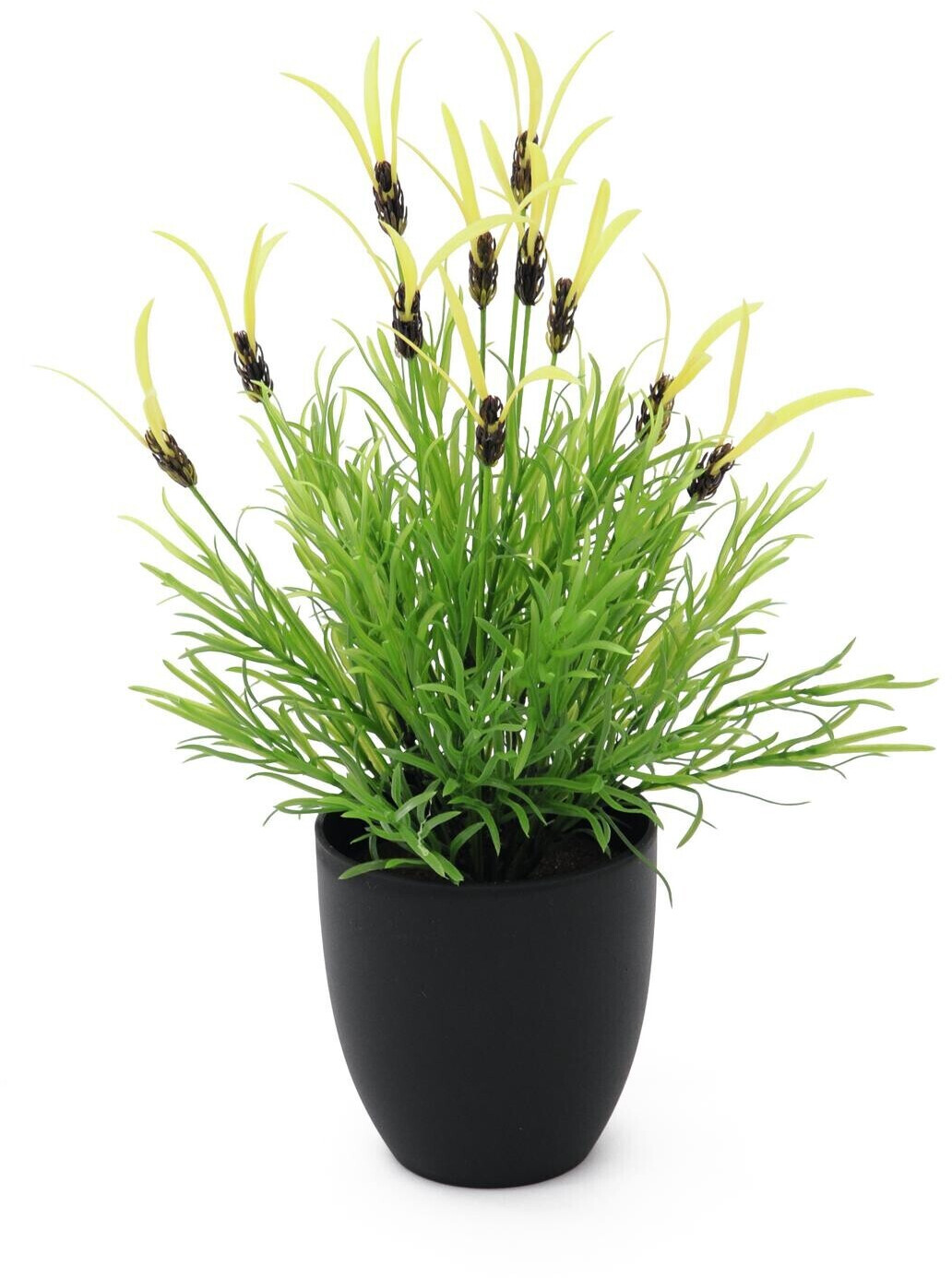 Europalms 82505639