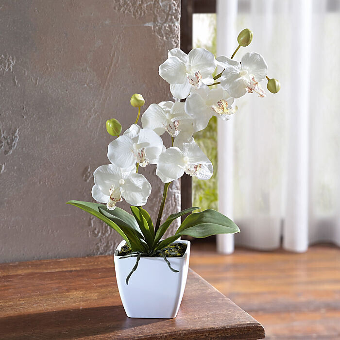 speziell Frank Flechtwaren Kunstblume Orchidee weiß, Preisvergleich bei | 15,61 Kunststoff-Topf ab € (222546) 40cm