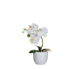 Phalaenopsis Orchidee | bei Preisvergleich