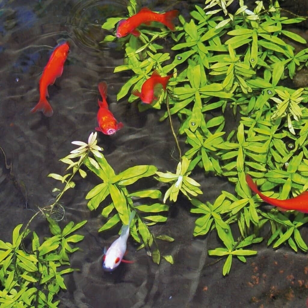 Ubbink Aqua ClearPro 500ml (1373021)