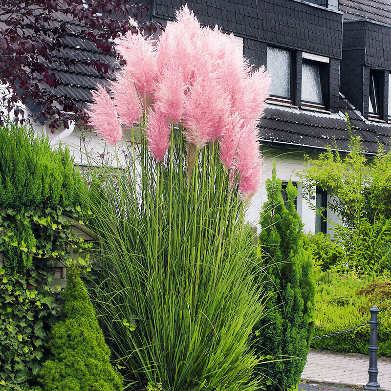 Gärtner Pötschke Rosa Pampasgras 14cm Topf ab 9,99 € Preisvergleich