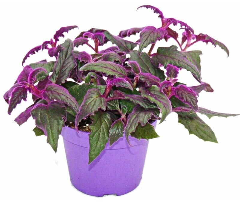 Exotenherz Gynura Purple Passion 12cm