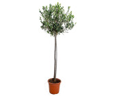 Topf-Ø 19 cm 60 cm Höhe ca Olivenbaum Olea europaea 
