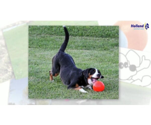 Jolly Pets Jolly Ball Bounce-N Play ab 16,20  inkl. Versand | Vergleiche  74 Angebote auf idealo.de