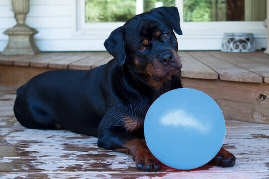 Jolly Pets Balle pour chien 15cm Light Blue Jolly Pets Balle pour chien 15cm Light Blue