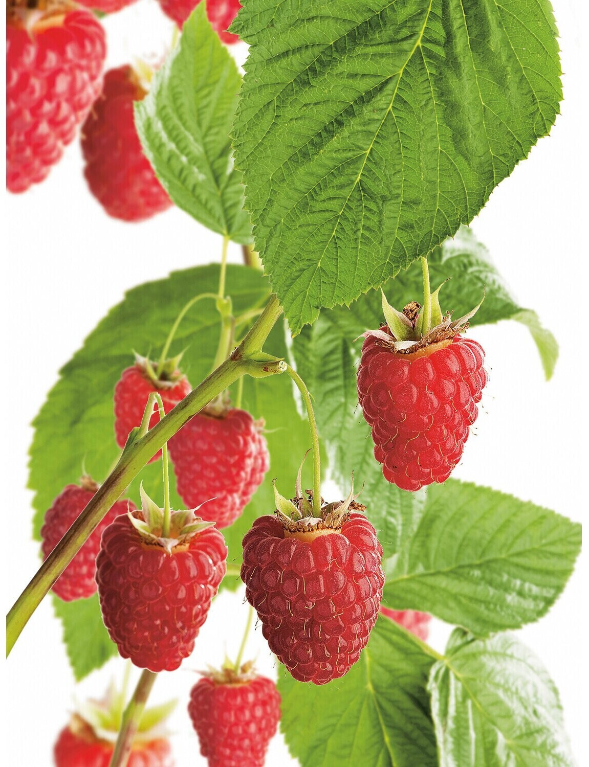 Obi Living Garden Himbeere Aroma Queen Topf ca. 2 l Rubus ab 7,99