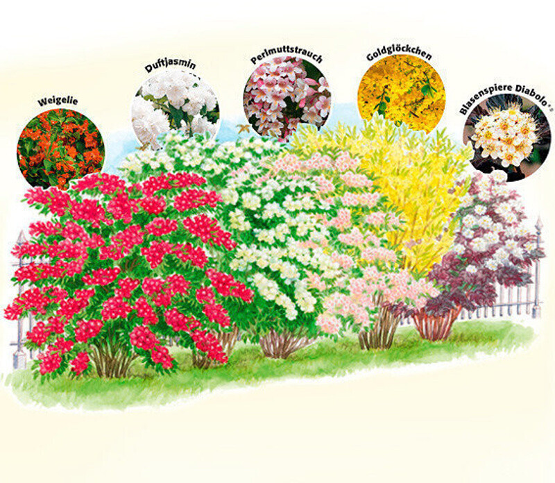 Gärtner Pötschke ZiergehölzSet Blütenhecke ab 39,99 € Preisvergleich