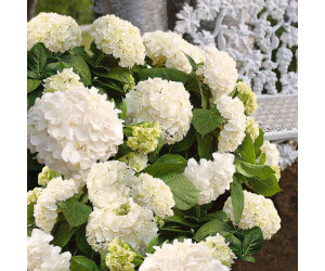 Gärtner Pötschke GartenHortensie Endless Summer The Bride weiß im 23cm