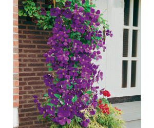 Gärtner Pötschke Clematis Jackmanii im 17cmTopf ab 8,99