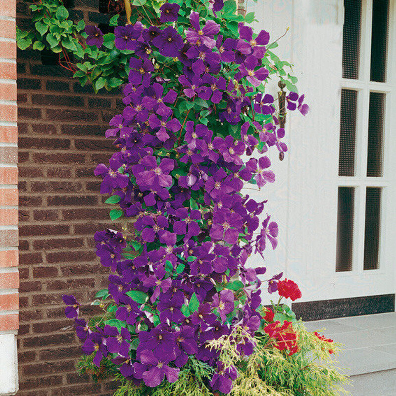 Gärtner Pötschke Clematis Jackmanii im 17cmTopf ab 8,99