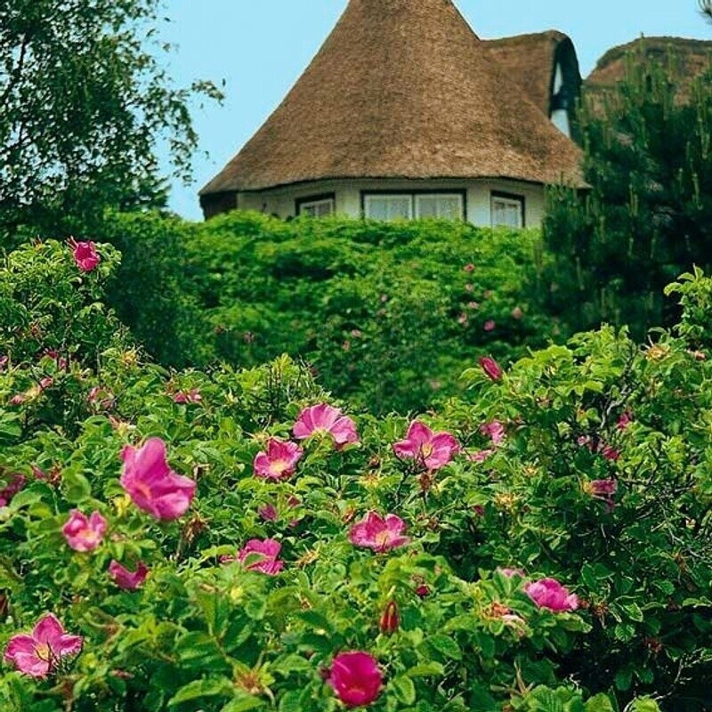 Gärtner Pötschke Sylter Rose im 17cmTopf ab 11,99 € Preisvergleich