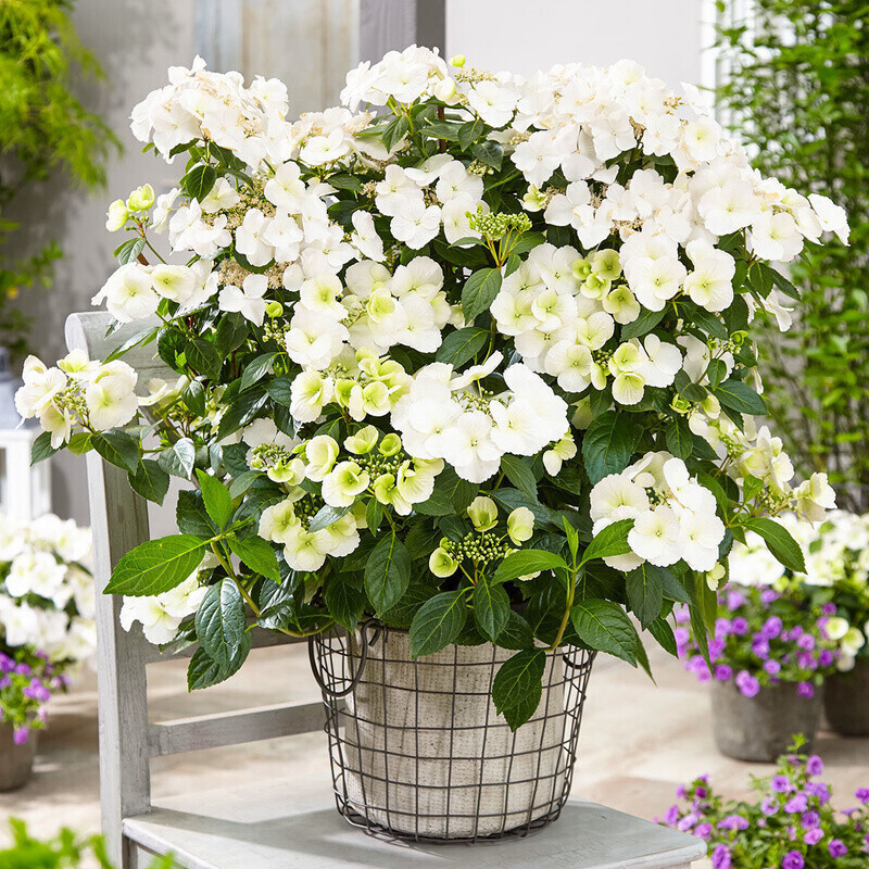 Gärtner Pötschke GirlandenHortensie Runaway Bride Snow White im 1