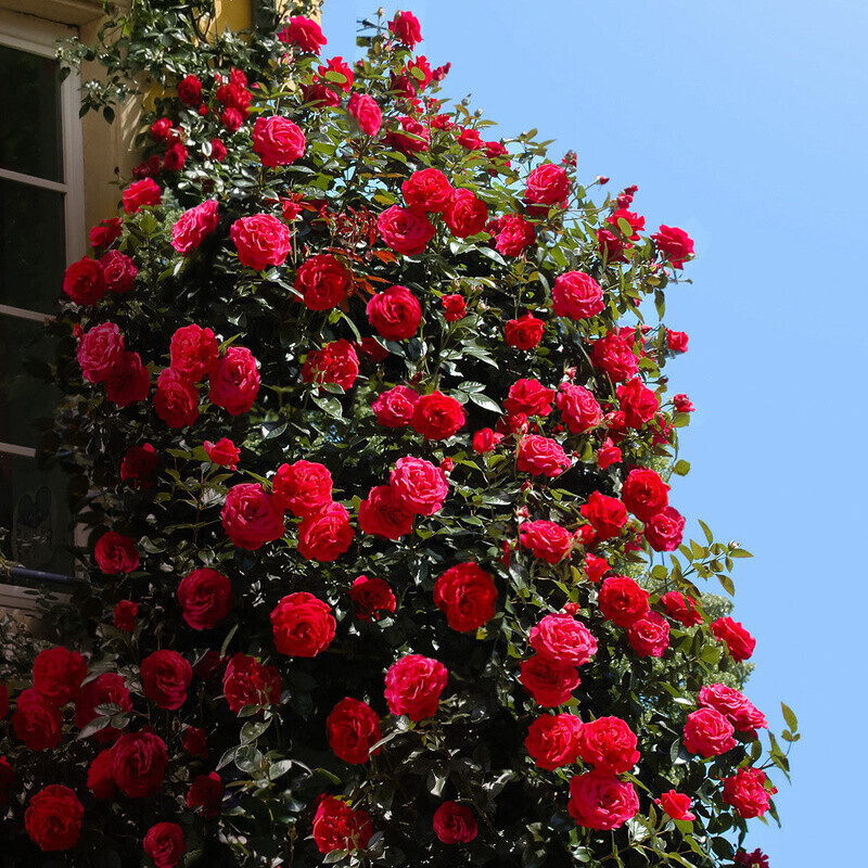 Gärtner Pötschke Kletterrose Red Flame im 5LiterTopf ab 23,99