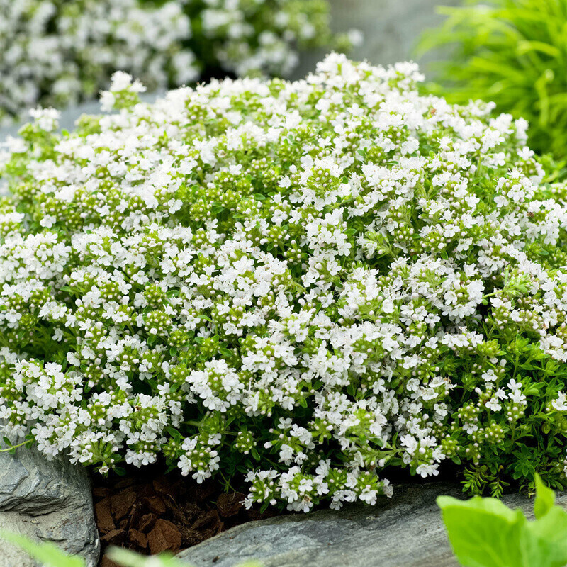 Gärtner Pötschke Weißer Polsterthymian im 9cmTopf ab 6,99