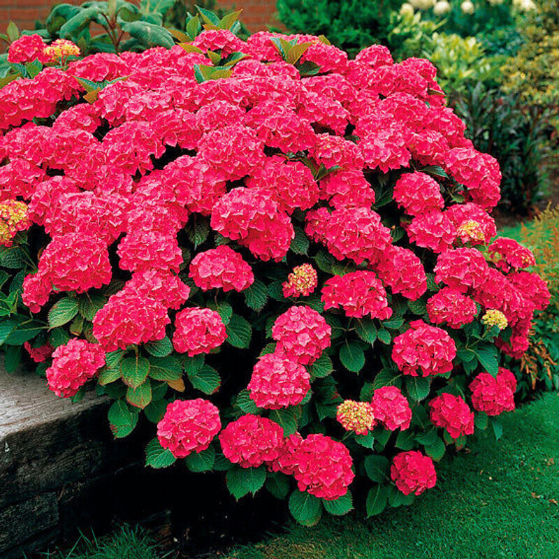 Gärtner Pötschke Rote Ballhortensie ab 9,99 € Preisvergleich bei
