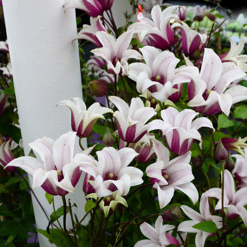 Gärtner Pötschke TulpenClematis Princess Kate ab 24,99
