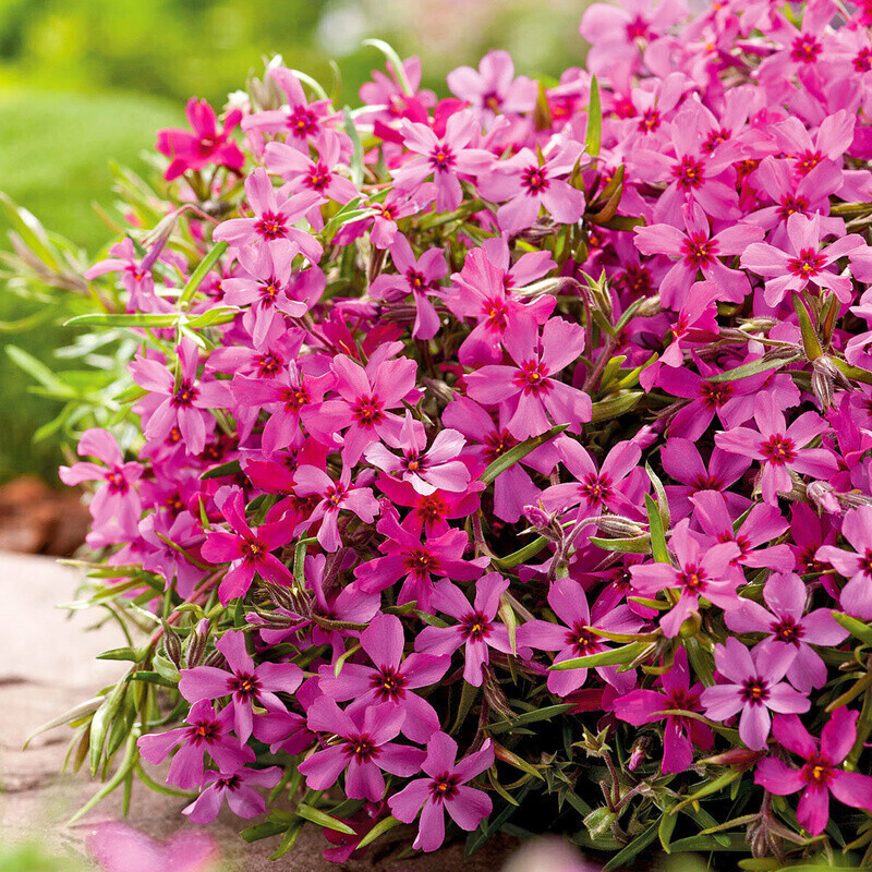 Gärtner Pötschke Roter Polsterphlox im 9cmTopf ab 2,99