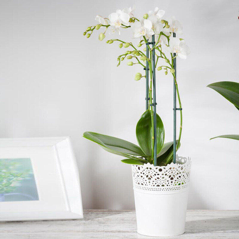 Gärtner Pötschke SchmetterlingsOrchidee Grandiflora im 12cmTopf ab 14